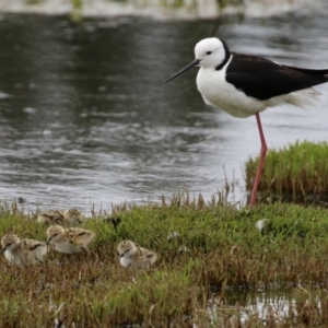 Himantopus leucocephalus at Fyshwick, ACT - 23 Nov 2021