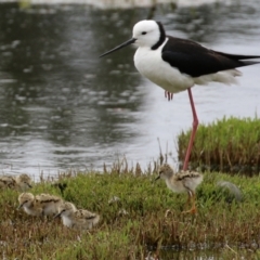 Himantopus leucocephalus at suppressed - suppressed