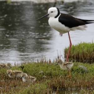 Himantopus leucocephalus at Fyshwick, ACT - 23 Nov 2021