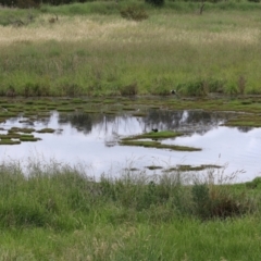 Himantopus leucocephalus at suppressed - suppressed