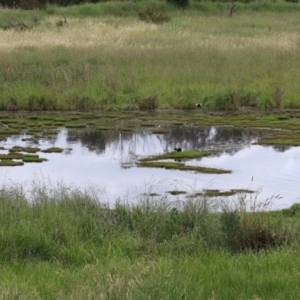 Himantopus leucocephalus at suppressed - suppressed