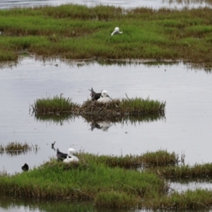 Himantopus leucocephalus at Fyshwick, ACT - 23 Nov 2021