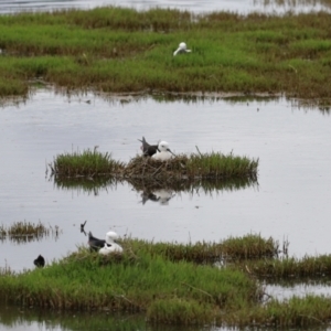 Himantopus leucocephalus at suppressed - suppressed