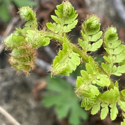 Polystichum proliferum (Mother Shield Fern) at Paddys River, ACT - 23 Nov 2021 by JaneR