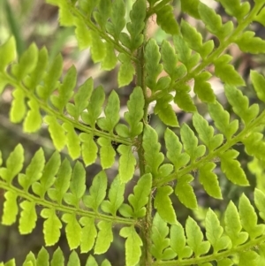 Polystichum proliferum at Paddys River, ACT - 23 Nov 2021 02:27 PM