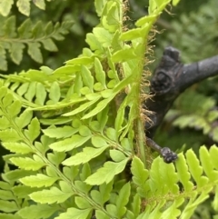 Polystichum proliferum at Paddys River, ACT - 23 Nov 2021