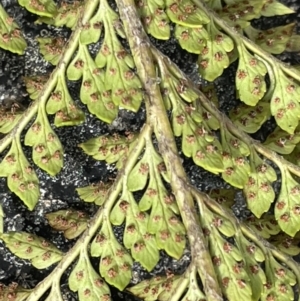 Polystichum proliferum at Paddys River, ACT - 23 Nov 2021