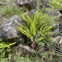 Polystichum proliferum at Paddys River, ACT - 23 Nov 2021 02:27 PM