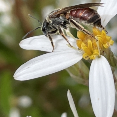 Lasioglossum (Parasphecodes) sp. (genus & subgenus) (Halictid bee) at Gibraltar Pines - 23 Nov 2021 by JaneR
