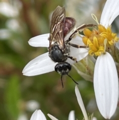 Lasioglossum (Parasphecodes) sp. (genus & subgenus) at Paddys River, ACT - 23 Nov 2021 02:14 PM