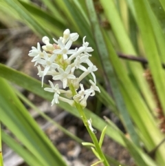 Stackhousia monogyna (Creamy Candles) at Gibraltar Pines - 23 Nov 2021 by JaneR