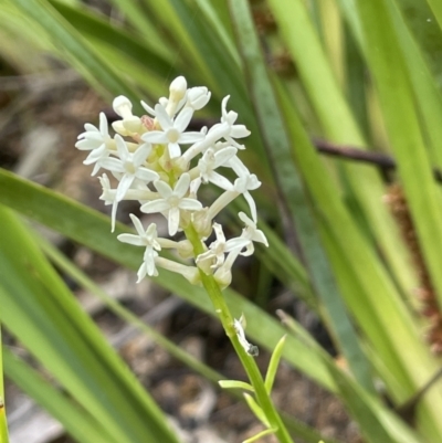 Stackhousia monogyna (Creamy Candles) at Gibraltar Pines - 23 Nov 2021 by JaneR