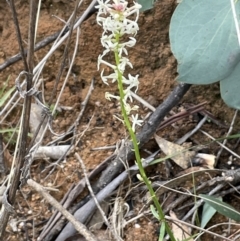 Stackhousia monogyna at Paddys River, ACT - 23 Nov 2021