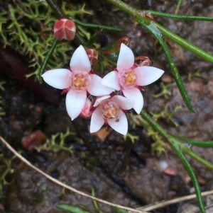 Boronia nana var. hyssopifolia at Lower Boro, NSW - suppressed