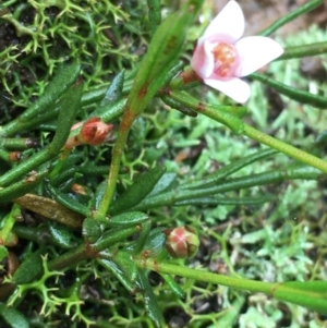 Boronia nana var. hyssopifolia at Lower Boro, NSW - suppressed