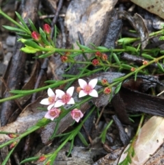 Boronia nana var. hyssopifolia at Lower Boro, NSW - 21 Nov 2021