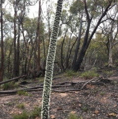 Xanthorrhoea concava (Grass Tree) at Lower Boro, NSW - 20 Nov 2021 by mcleana