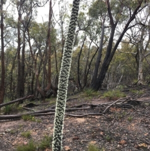 Xanthorrhoea concava at Lower Boro, NSW - 21 Nov 2021