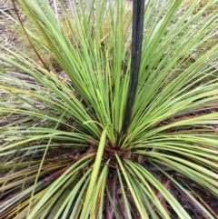 Xanthorrhoea concava at Lower Boro, NSW - suppressed