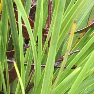 Xanthorrhoea concava at Lower Boro, NSW - suppressed