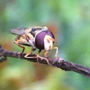 Simosyrphus grandicornis at Lower Boro, NSW - 21 Nov 2021