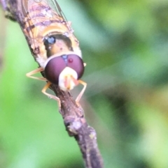 Simosyrphus grandicornis at Lower Boro, NSW - 21 Nov 2021