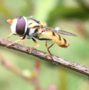 Simosyrphus grandicornis at Lower Boro, NSW - 21 Nov 2021