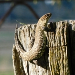 Egernia cunninghami (Cunningham's Skink) at Symonston, ACT - 22 Oct 2021 by CallumBraeRuralProperty