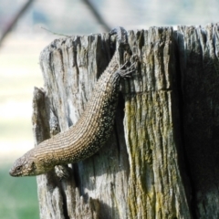 Egernia cunninghami at Symonston, ACT - 22 Oct 2021 05:30 PM