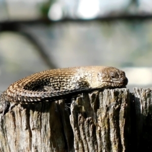 Egernia cunninghami at Symonston, ACT - 22 Oct 2021 05:30 PM