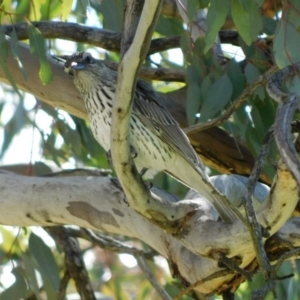 Oriolus sagittatus at Symonston, ACT - 19 Oct 2021