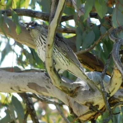 Oriolus sagittatus (Olive-backed Oriole) at Symonston, ACT - 19 Oct 2021 by CallumBraeRuralProperty