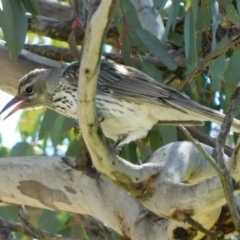 Oriolus sagittatus at Symonston, ACT - 19 Oct 2021 03:19 PM