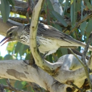 Oriolus sagittatus at Symonston, ACT - 19 Oct 2021