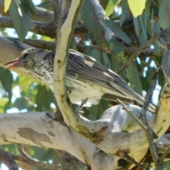 Oriolus sagittatus at Symonston, ACT - 19 Oct 2021