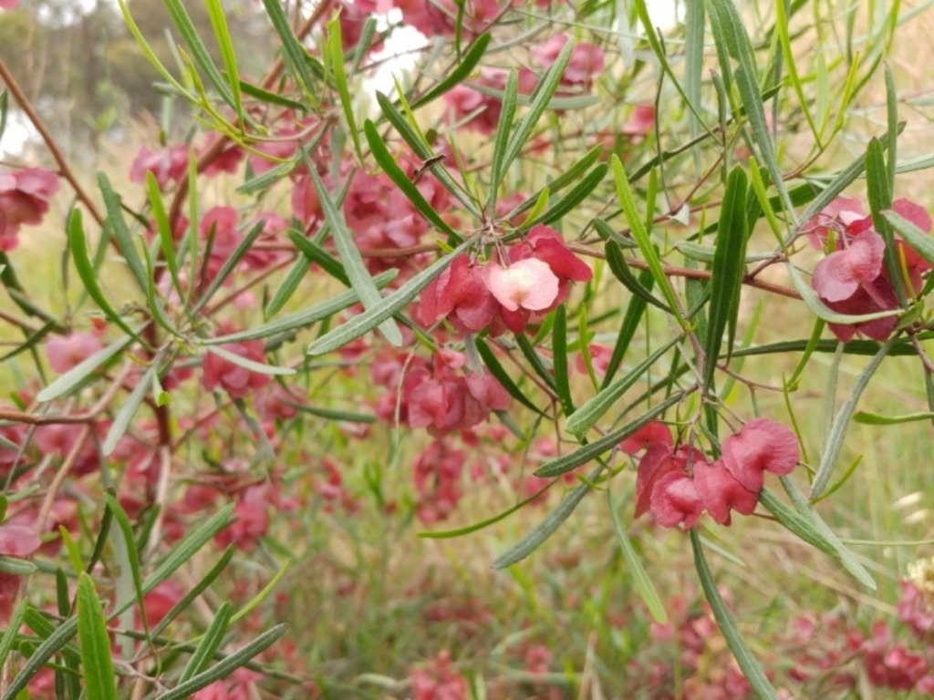 Dodonaea viscosa subsp. angustissima at Weetangera, ACT - 23 Nov 2021