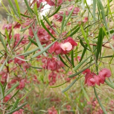 Dodonaea viscosa subsp. angustissima (Hop Bush) at Weetangera, ACT - 22 Nov 2021 by sangio7