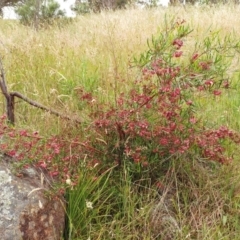 Dodonaea viscosa subsp. angustissima at Weetangera, ACT - 23 Nov 2021 08:24 AM