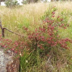 Dodonaea viscosa subsp. angustissima at Weetangera, ACT - 23 Nov 2021