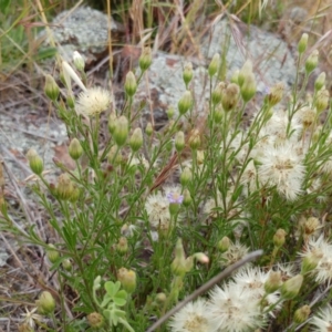 Vittadinia cuneata var. cuneata at Weetangera, ACT - 23 Nov 2021 08:32 AM