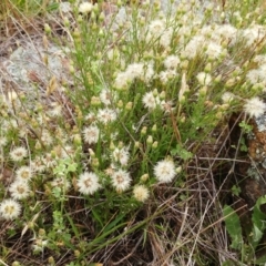 Vittadinia cuneata var. cuneata at Weetangera, ACT - 23 Nov 2021 08:32 AM