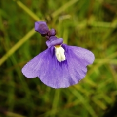 Utricularia dichotoma (Fairy Aprons, Purple Bladderwort) at Paddys River, ACT - 23 Nov 2021 by JohnBundock