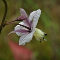 Arthropodium milleflorum (Vanilla Lily) at Tidbinbilla Nature Reserve - 23 Nov 2021 by JohnBundock