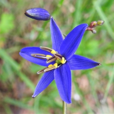 Dianella revoluta var. revoluta (Black-Anther Flax Lily) at Tidbinbilla Nature Reserve - 22 Nov 2021 by JohnBundock