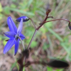 Dianella revoluta var. revoluta at Paddys River, ACT - 23 Nov 2021