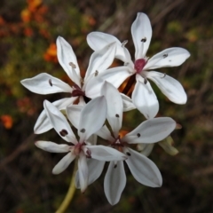 Burchardia umbellata (Milkmaids) at Tidbinbilla Nature Reserve - 23 Nov 2021 by JohnBundock