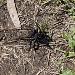 Hadronyche sp. (genus) (A funnel web) at Namadgi National Park - 18 Nov 2021 by BraedyJ