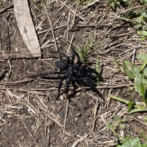 Hadronyche sp. (genus) at Cotter River, ACT - 18 Nov 2021