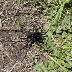 Hadronyche sp. (genus) at Cotter River, ACT - 18 Nov 2021