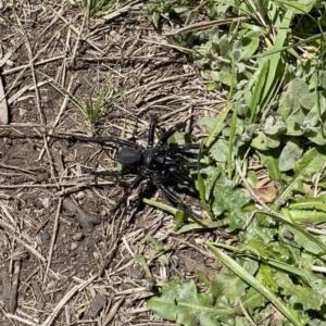 Hadronyche sp. (genus) at Cotter River, ACT - 18 Nov 2021